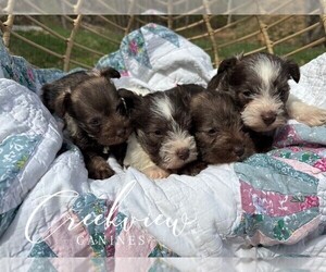 Schnauzer (Miniature) Puppy for Sale in NIANGUA, Missouri USA
