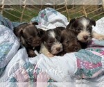 Image preview for Ad Listing. Nickname: Litter of 4