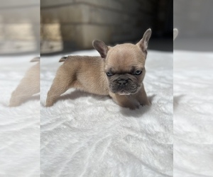 French Bulldog Puppy for sale in JARRELL, TX, USA