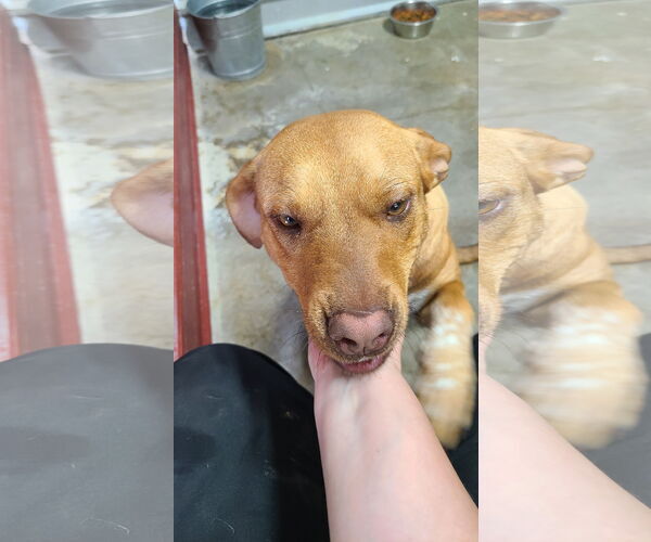 Medium Photo #14 Labrador Retriever-Red Heeler Mix Puppy For Sale in Stover, MO, USA