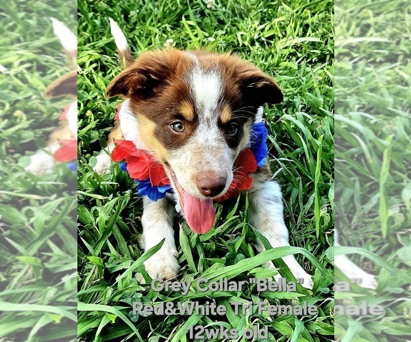 Medium Photo #15 Border Collie Puppy For Sale in BYBEE, TN, USA