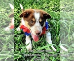 Small #14 Border Collie