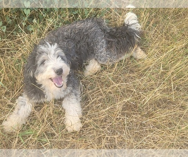 Medium Photo #1 Bernedoodle (Miniature) Puppy For Sale in PEYTON, CO, USA
