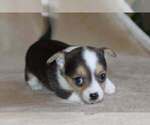 Small Photo #36 Chihuahua Puppy For Sale in HUDSONVILLE, MI, USA