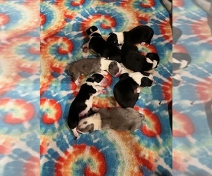 Cardigan Welsh Corgi Litter for sale in DIVIDE, CO, USA