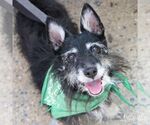Small #4 Mutt
