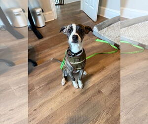 Mutt Dogs for adoption in Greenville, SC, USA