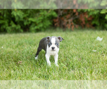 Small #4 Boston Terrier