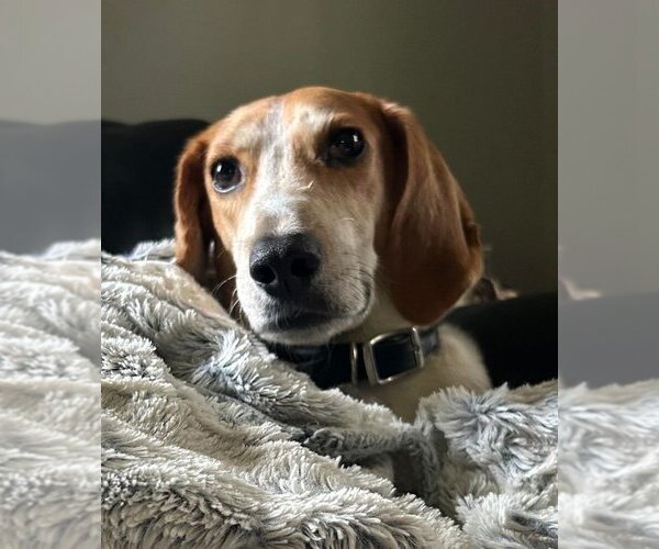 Medium Photo #1 Coonhound-Unknown Mix Puppy For Sale in Matawan, NJ, USA