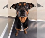 Small #2 Doberman Pinscher Mix