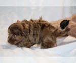 Small #8 ShihPoo