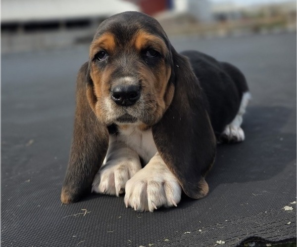Medium Photo #12 Basset Hound Puppy For Sale in GREENLEAF, WI, USA