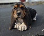 Small Photo #12 Basset Hound Puppy For Sale in GREENLEAF, WI, USA