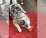 Small #14 Border Collie