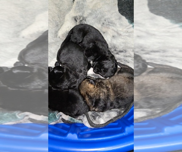 Medium Photo #1 German Shepherd Dog Puppy For Sale in BEAVER, OH, USA