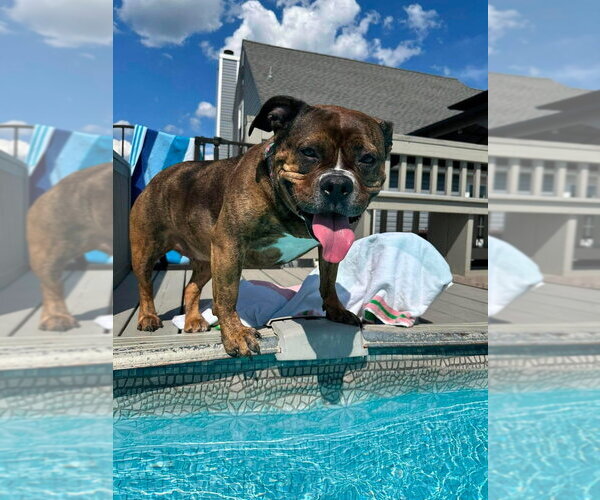 Medium Photo #15 American Pit Bull Terrier-Bulldog Mix Puppy For Sale in Wenonah, NJ, USA