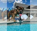 Small #14 American Pit Bull Terrier-Bulldog Mix