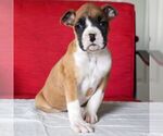 Small Photo #5 Boxer Puppy For Sale in BIRD IN HAND, PA, USA