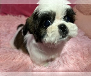 Shih Tzu Puppy for Sale in VENETA, Oregon USA