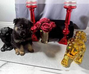 German Shepherd Dog Puppy for sale in PERRIS, CA, USA