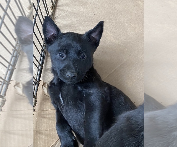 Medium Photo #20 Belgian Malinois Puppy For Sale in DENVER, CO, USA