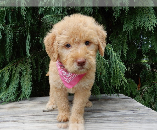 Medium Photo #4 Labradoodle Puppy For Sale in MILLERSBURG, OH, USA