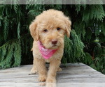 Small #3 Labradoodle