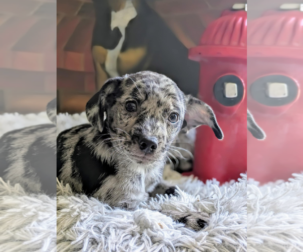Medium Photo #2 Chihuahua-Unknown Mix Puppy For Sale in Fresno, CA, USA