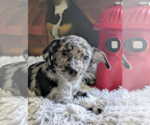 Small #1 Chihuahua Mix