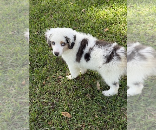 Medium Photo #5 Miniature Australian Shepherd Puppy For Sale in ANTHONY, FL, USA