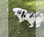 Small #4 Miniature Australian Shepherd