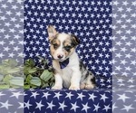 Small Photo #3 Pembroke Welsh Corgi Puppy For Sale in CHRISTIANA, PA, USA