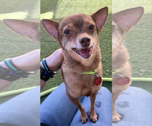 Medium Photo #2 Chihuahua-Unknown Mix Puppy For Sale in Tempe , AZ, USA