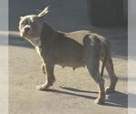 Small American Pit Bull Terrier