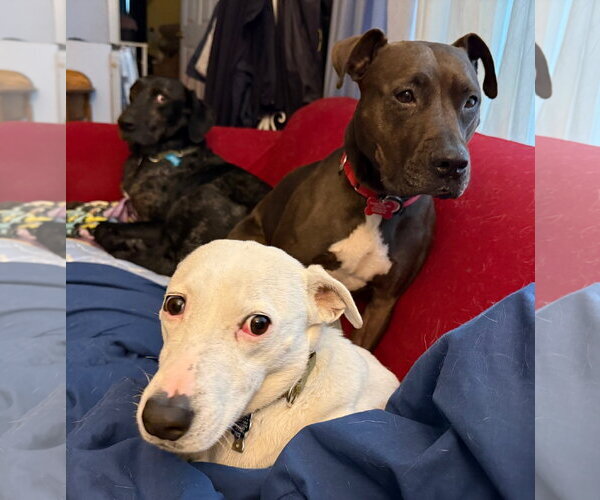 Medium Photo #7 American Pit Bull Terrier-Unknown Mix Puppy For Sale in Oakhurst, NJ, USA