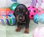 Small #5 Dachshund