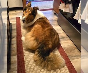 Collie Dogs for adoption in Dublin, OH, USA