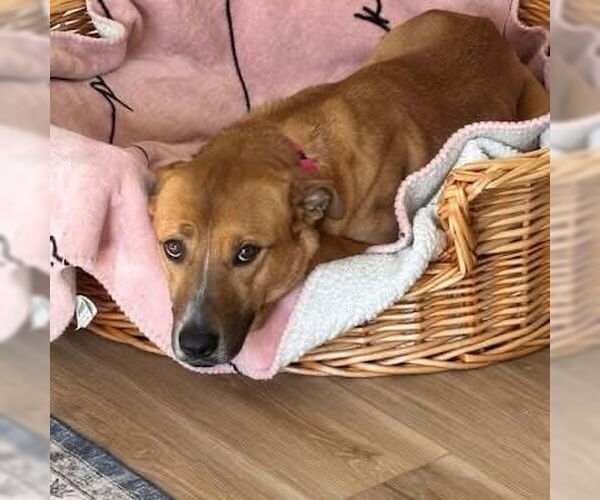 Medium Photo #5 Mutt Puppy For Sale in Woodbury, NY, USA