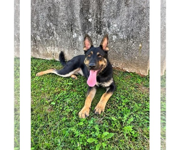 Medium Photo #3 German Shepherd Dog Puppy For Sale in Rustburg, VA, USA