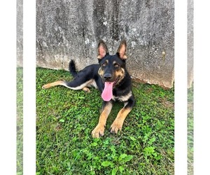 Baby Bear: at shelter - Male German Shepherd Dog Dog for Adoption - Photo #3