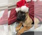 Small Photo #3 Belgian Malinois Puppy For Sale in REESEVILLE, WI, USA