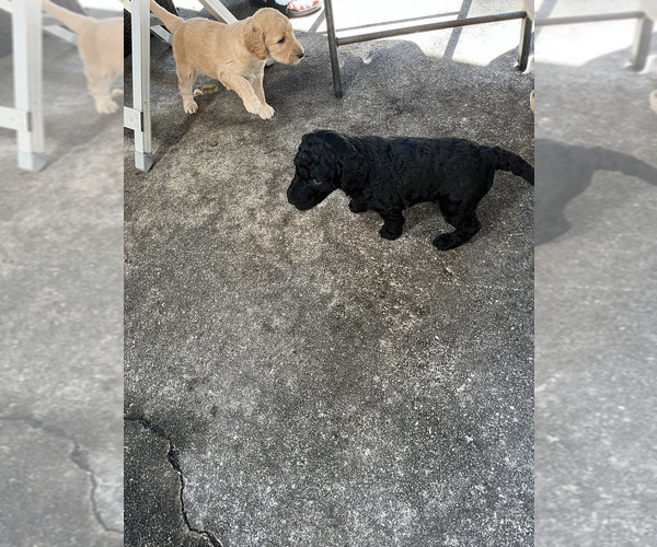 Medium Photo #8 Bordoodle Puppy For Sale in JAX, FL, USA