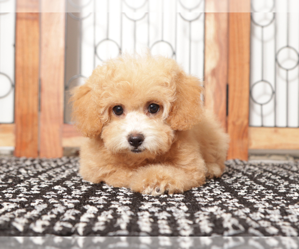 Medium Photo #3 Poochon Puppy For Sale in NAPLES, FL, USA