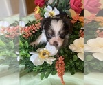 Small #8 Yorkshire Terrier