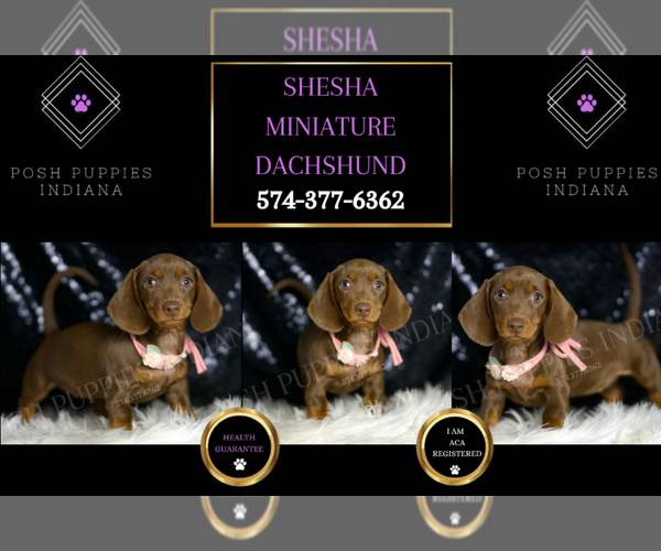 Medium Photo #5 Dachshund Puppy For Sale in WARSAW, IN, USA