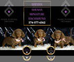 Small #4 Dachshund