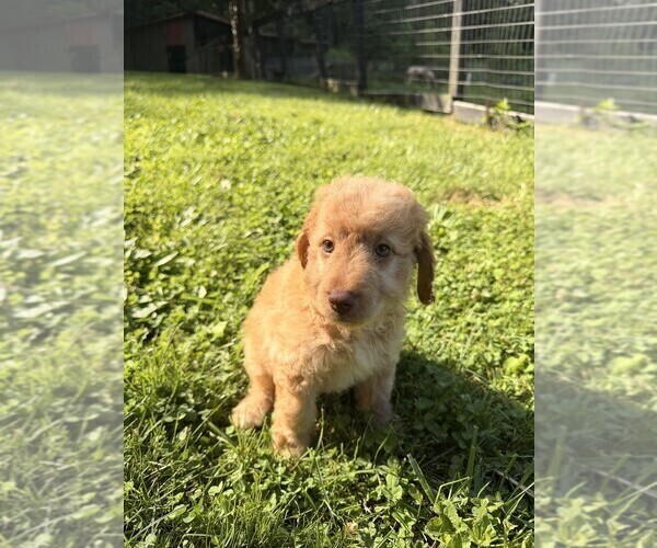Medium Photo #49 Aussiedoodle Puppy For Sale in ASHEVILLE, NC, USA