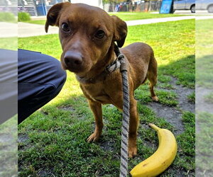 Chihuahua Dogs for adoption in Long Beach, CA, USA