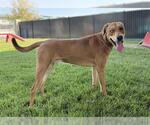 Small #1 Labrador Retriever Mix