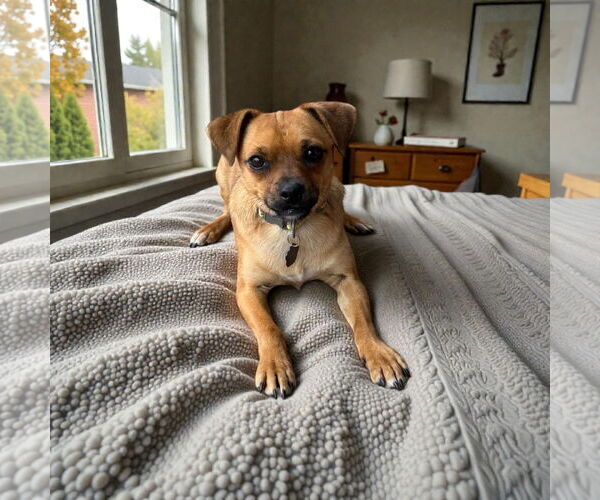 Medium Photo #2 Beagle Puppy For Sale in Menifee, CA, USA